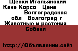 Щенки Итальянский Кане Корсо › Цена ­ 35000-40000 - Волгоградская обл., Волгоград г. Животные и растения » Собаки   